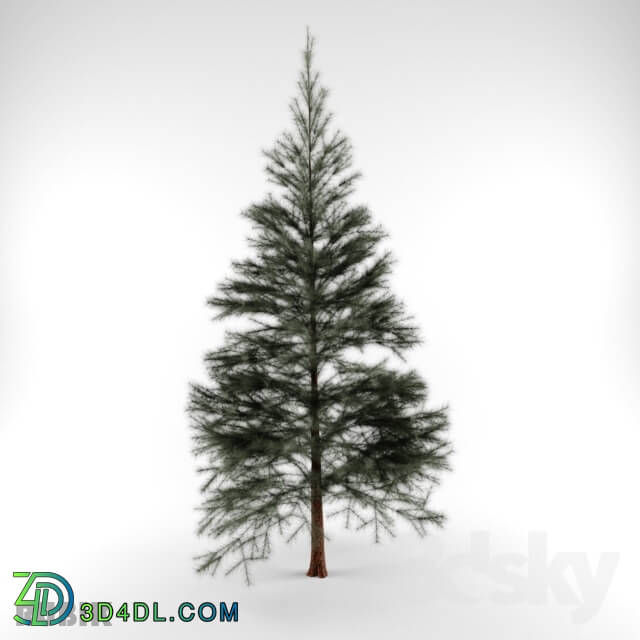 Plant - coniferous _ Conifers