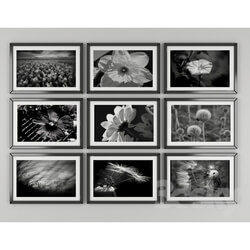 Frame - Black and white pictures of flowers 