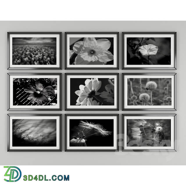 Frame - Black and white pictures of flowers