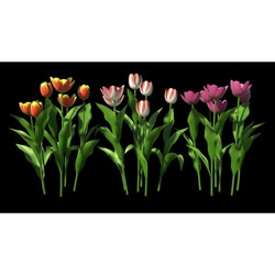 3dMentor HQFlowers2 HD Tulips (02) 
