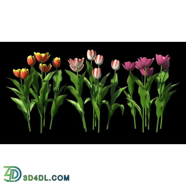 3dMentor HQFlowers2 HD Tulips (02)