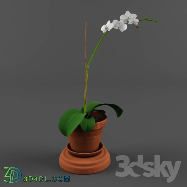 Plant - Orchid