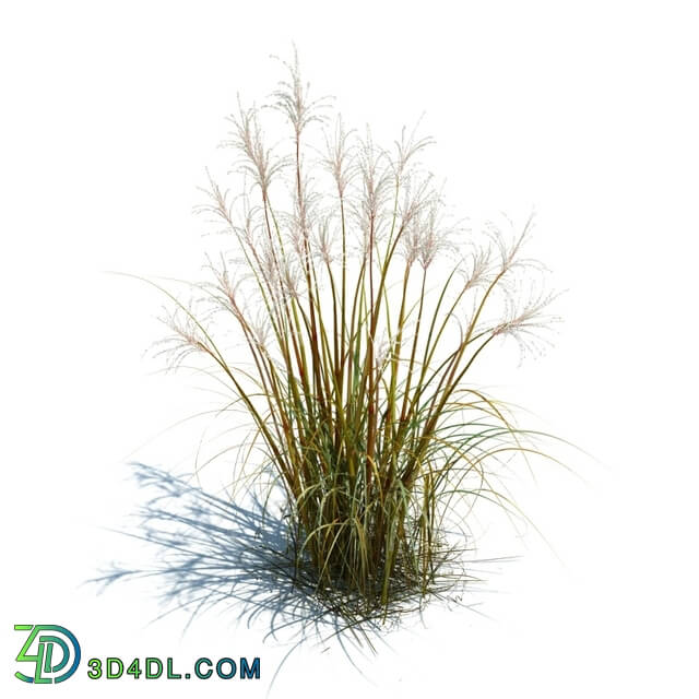 ArchModels Vol126 (056) Miscanthus sacchariflorus v2