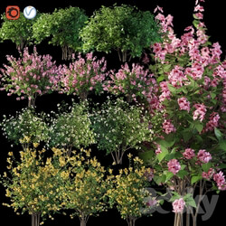 Plant - Set flowering shrubs 4 