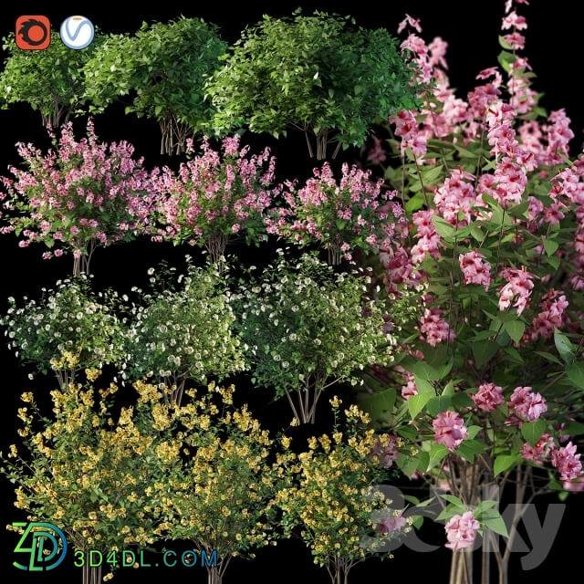 Plant - Set flowering shrubs 4