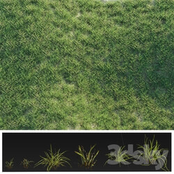 Grass - Details Grass 
