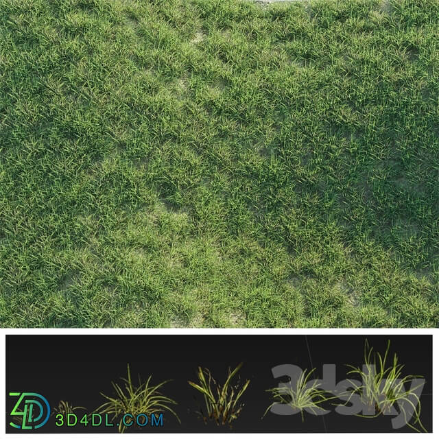 Grass - Details Grass