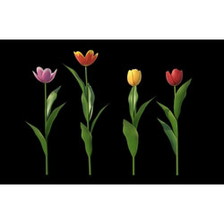 3dMentor HQFlowers2 HD Tulips (03) 