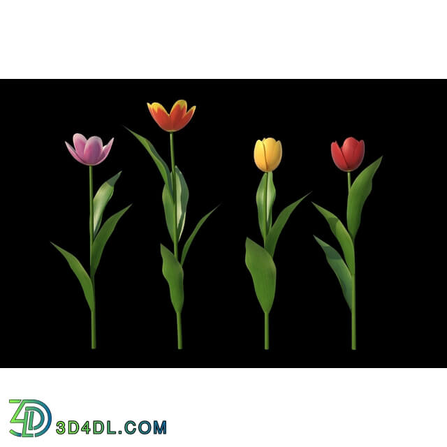 3dMentor HQFlowers2 HD Tulips (03)