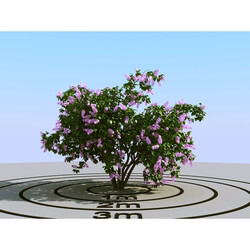 3dMentor HQPlants-01 (082) lilac 