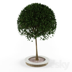 Plant - Decorative tree 