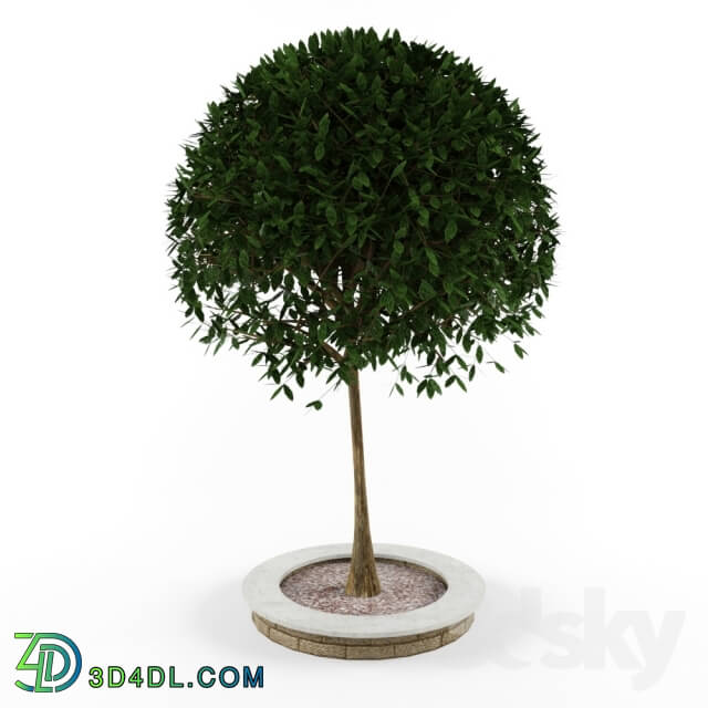 Plant - Decorative tree