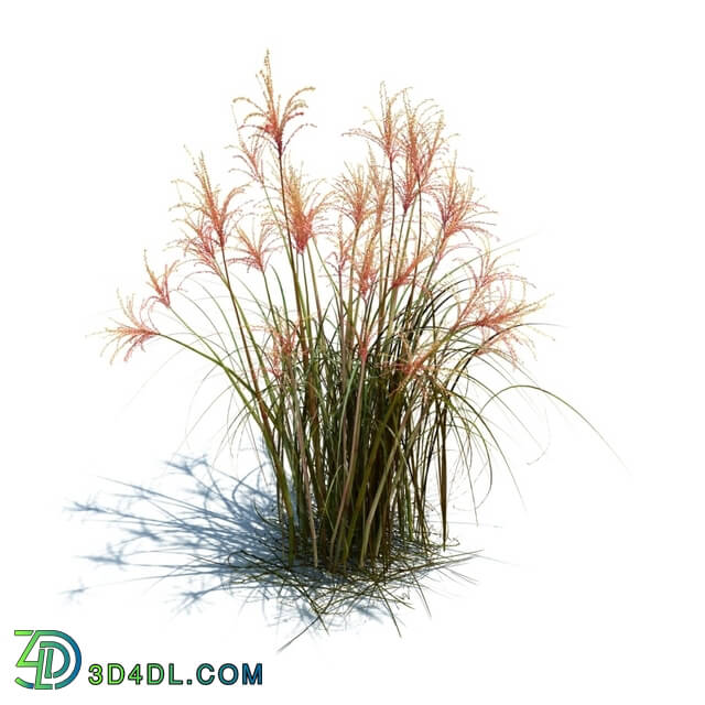 ArchModels Vol126 (057) Miscanthus sacchariflorus v3