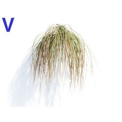 Maxtree-Plants Vol04 Carex testacea 04 