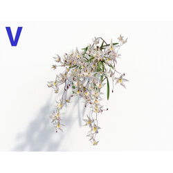 Maxtree-Plants Vol08 Orchid Odontoglossum White 04 