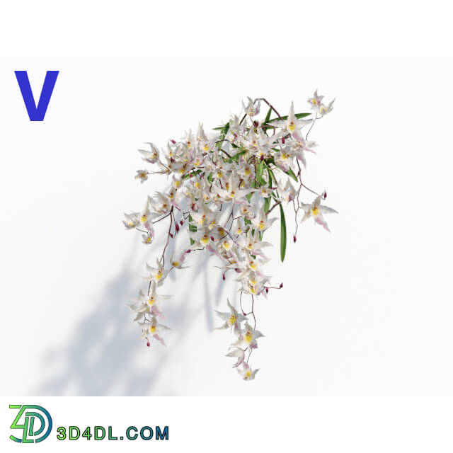 Maxtree-Plants Vol08 Orchid Odontoglossum White 04