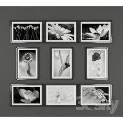 Frame - Black and white pictures of flowers 