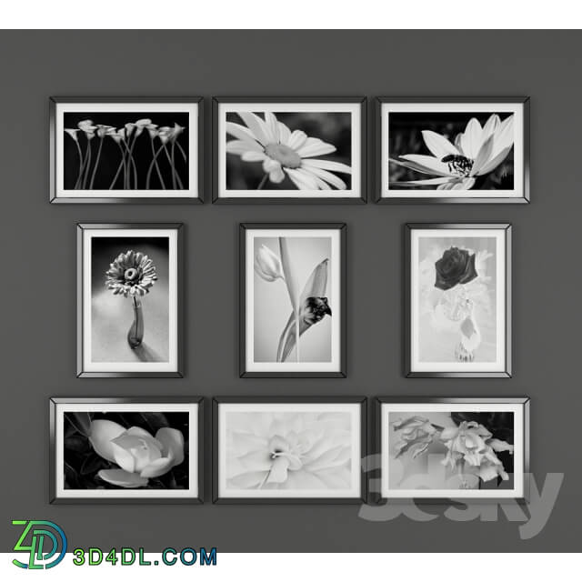 Frame - Black and white pictures of flowers