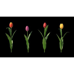 3dMentor HQFlowers2 HD Tulips (04) 