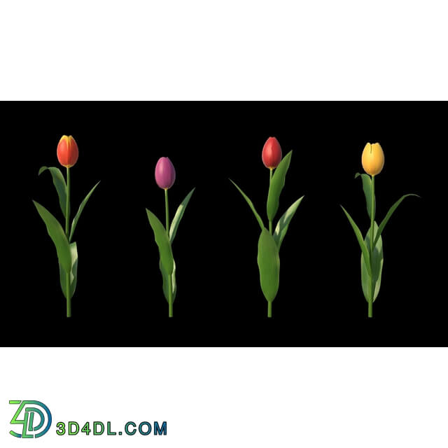 3dMentor HQFlowers2 HD Tulips (04)