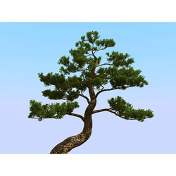 3dMentor HQPlants-02 (095) japan pine 