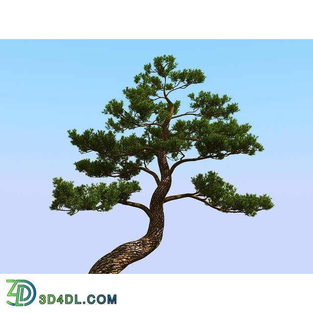 3dMentor HQPlants-02 (095) japan pine