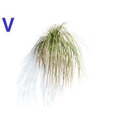 Maxtree-Plants Vol04 Carex testacea 05 
