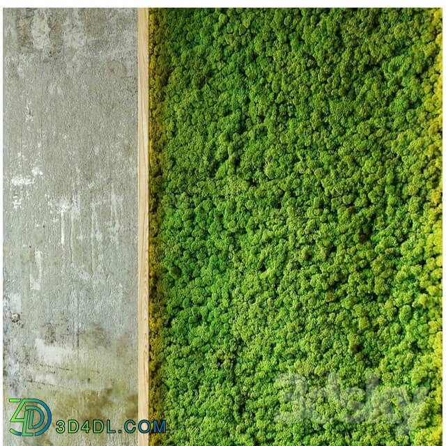 Plant - Moss walls