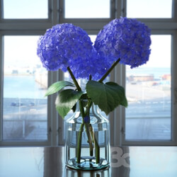 Plant - Hydrangea 