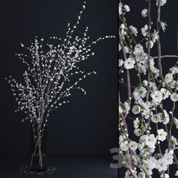 Plant - Prunus White Blossom 
