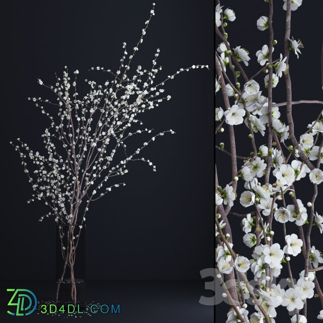 Plant - Prunus White Blossom