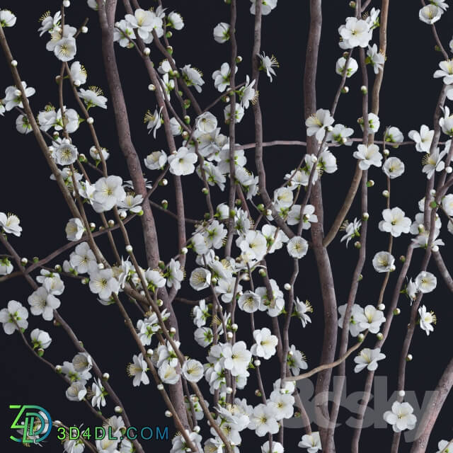 Plant - Prunus White Blossom