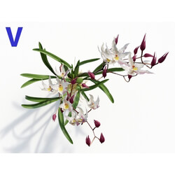 Maxtree-Plants Vol08 Orchid Odontoglossum White 06 