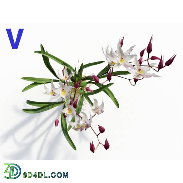 Maxtree-Plants Vol08 Orchid Odontoglossum White 06