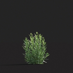 Maxtree-Plants Vol20 Lavandula stoechas 01 01 