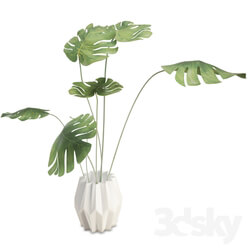 Indoor - Philodendron Interior Plant And Vase 