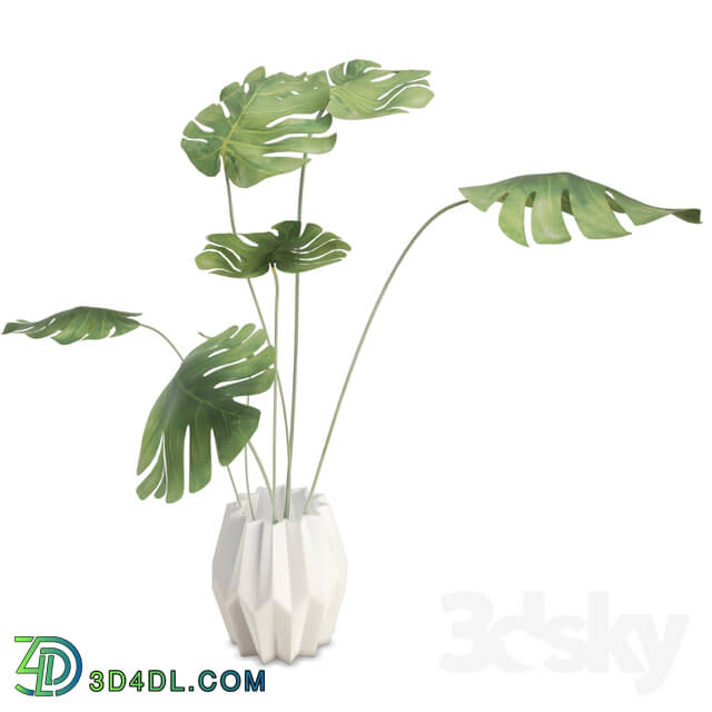 Indoor - Philodendron Interior Plant And Vase