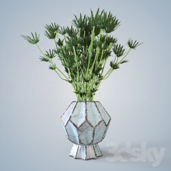 Plant - Barb in a vase 