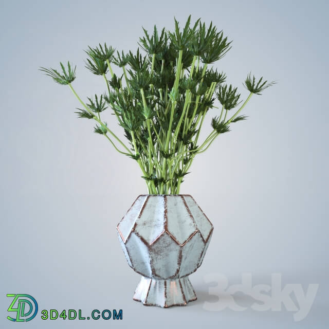 Plant - Barb in a vase