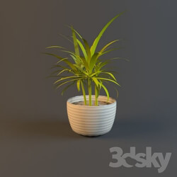 Plant - small dracaena in pot 