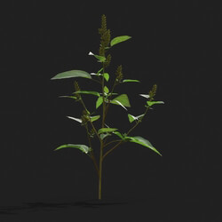 Maxtree-Plants Vol21 Amaranthus viridis 01 08 