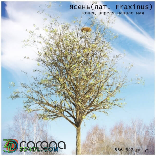 Plant - Ash Tree _lat. Fraxinus_