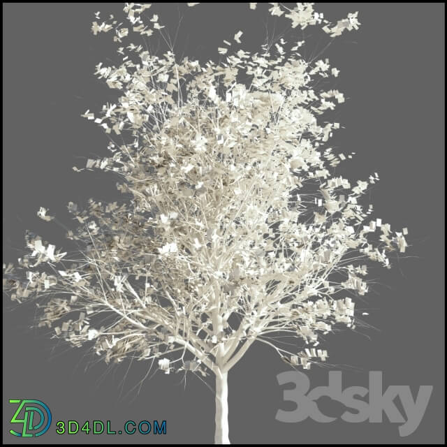 Plant - Ash Tree _lat. Fraxinus_
