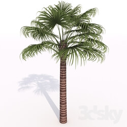 Plant - animated palm tree 