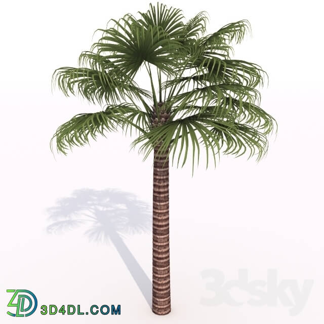 Plant - animated palm tree