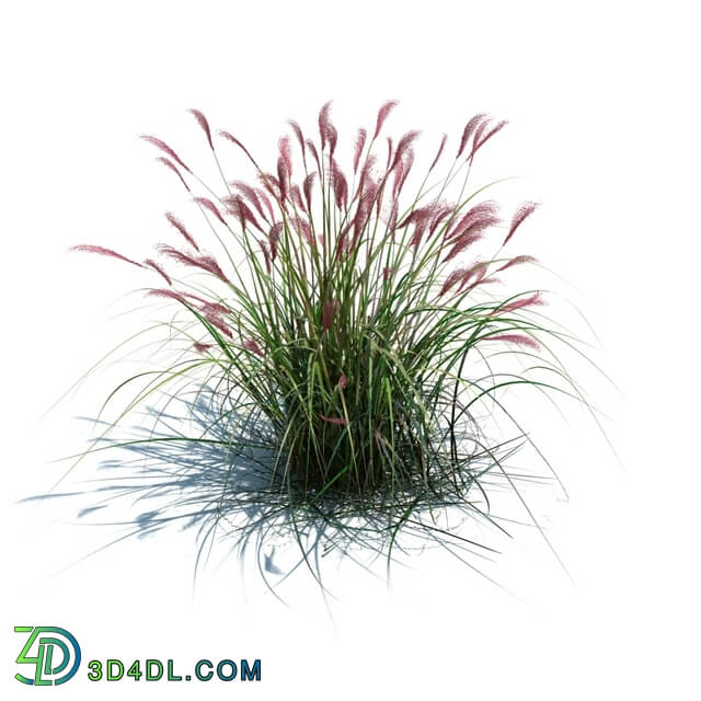 ArchModels Vol126 (060) Miscanthus sacchariflorus v3