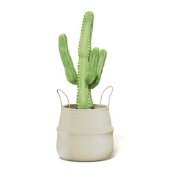 CGaxis Vol111 (01) cactus in wicker basket 