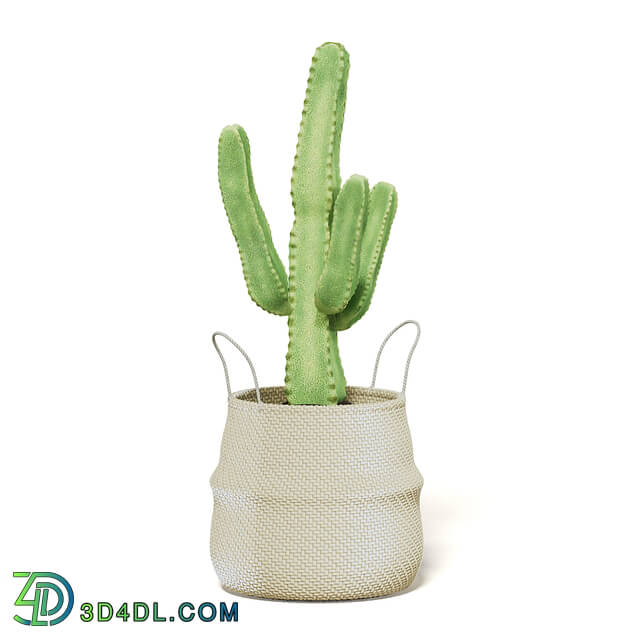 CGaxis Vol111 (01) cactus in wicker basket