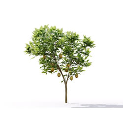 Maxtree-Plants Vol19 Citrus limon 01 01 