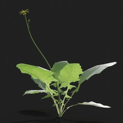Maxtree-Plants Vol21 Lapsanastrum apogonoides 01 03 